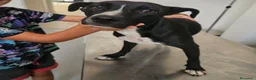 Meticcio cani in regalo: Gennarina: taglia contenuta, dolce e socievole  - Annuncio 1