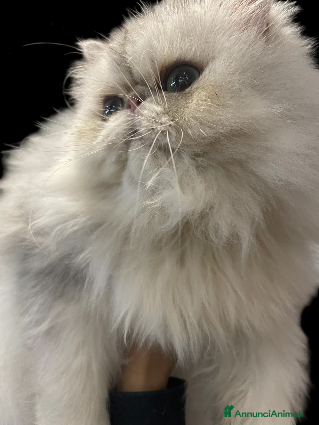 Persiano gatti in vendita: gatta persiana blu silver con pedigree - Annuncio 6