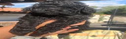 Barboncino Toy cani in vendita: cucciolo di barboncino toy a Città metropolitana di Catania - Annuncio 4