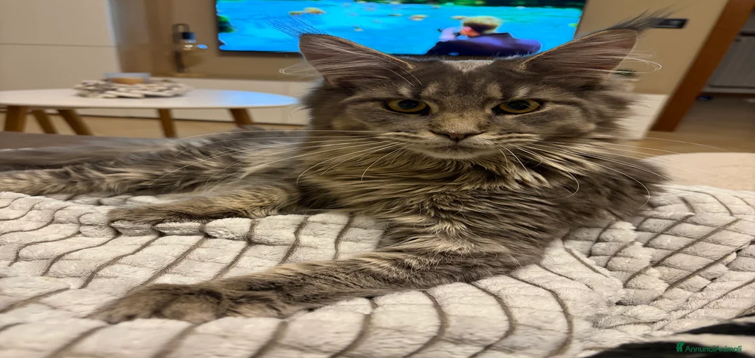 Immagine della galleria {{count}}