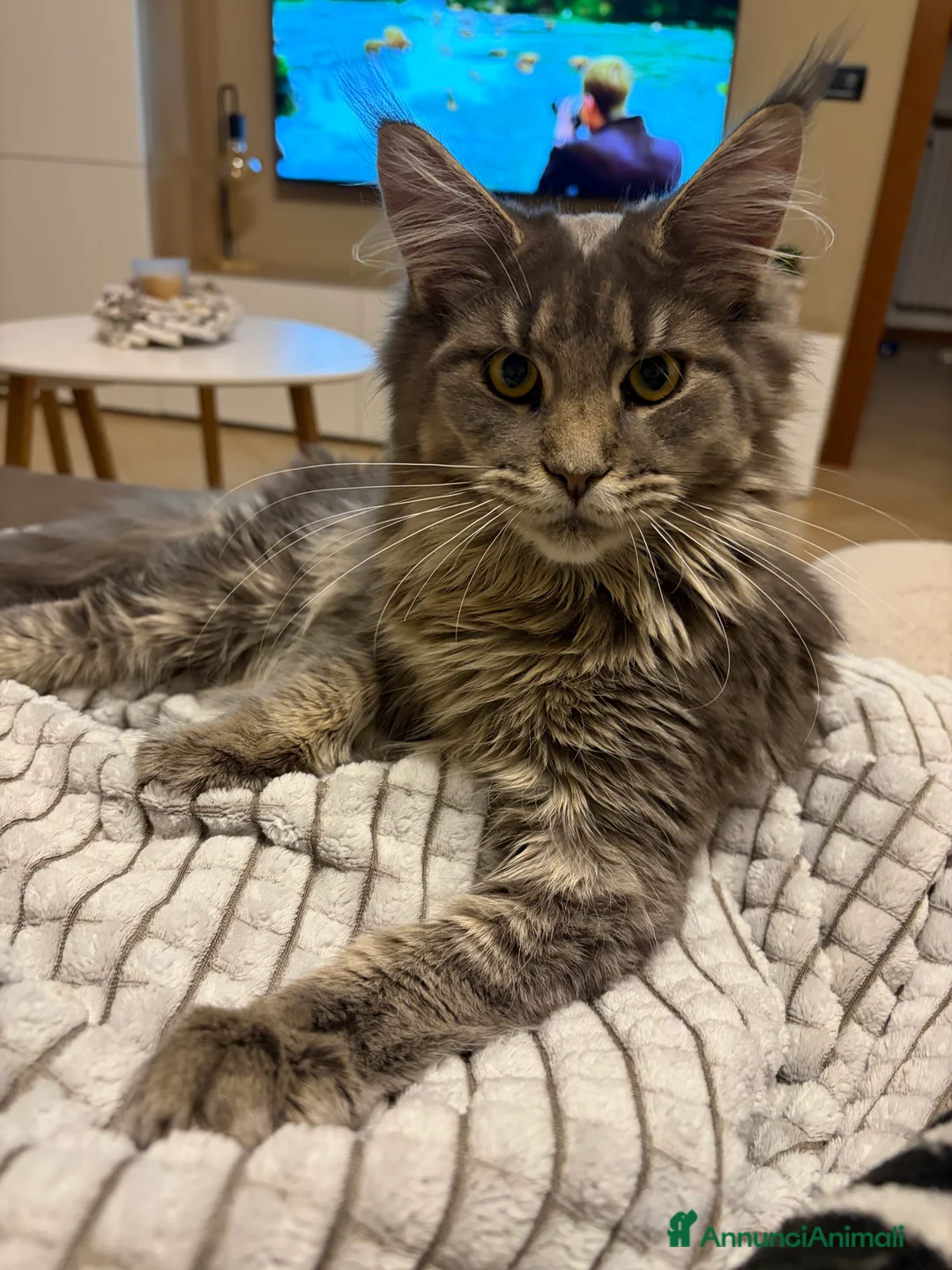 Immagine della galleria {{count}}