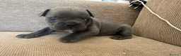 Bulldog Francese cani in vendita: Cuccioli bulldog francese  - Annuncio 5