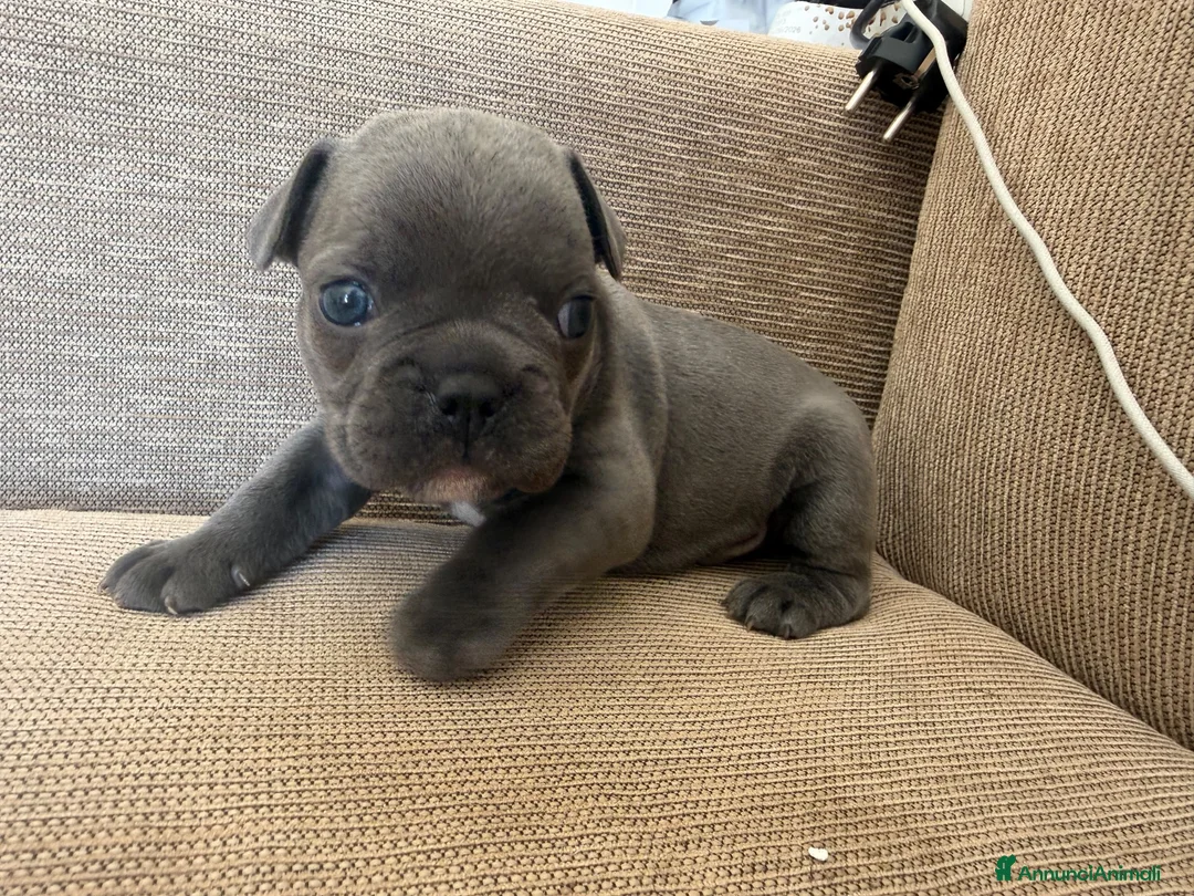 Bulldog Francese cani in vendita: Cuccioli bulldog francese  - Annuncio 5