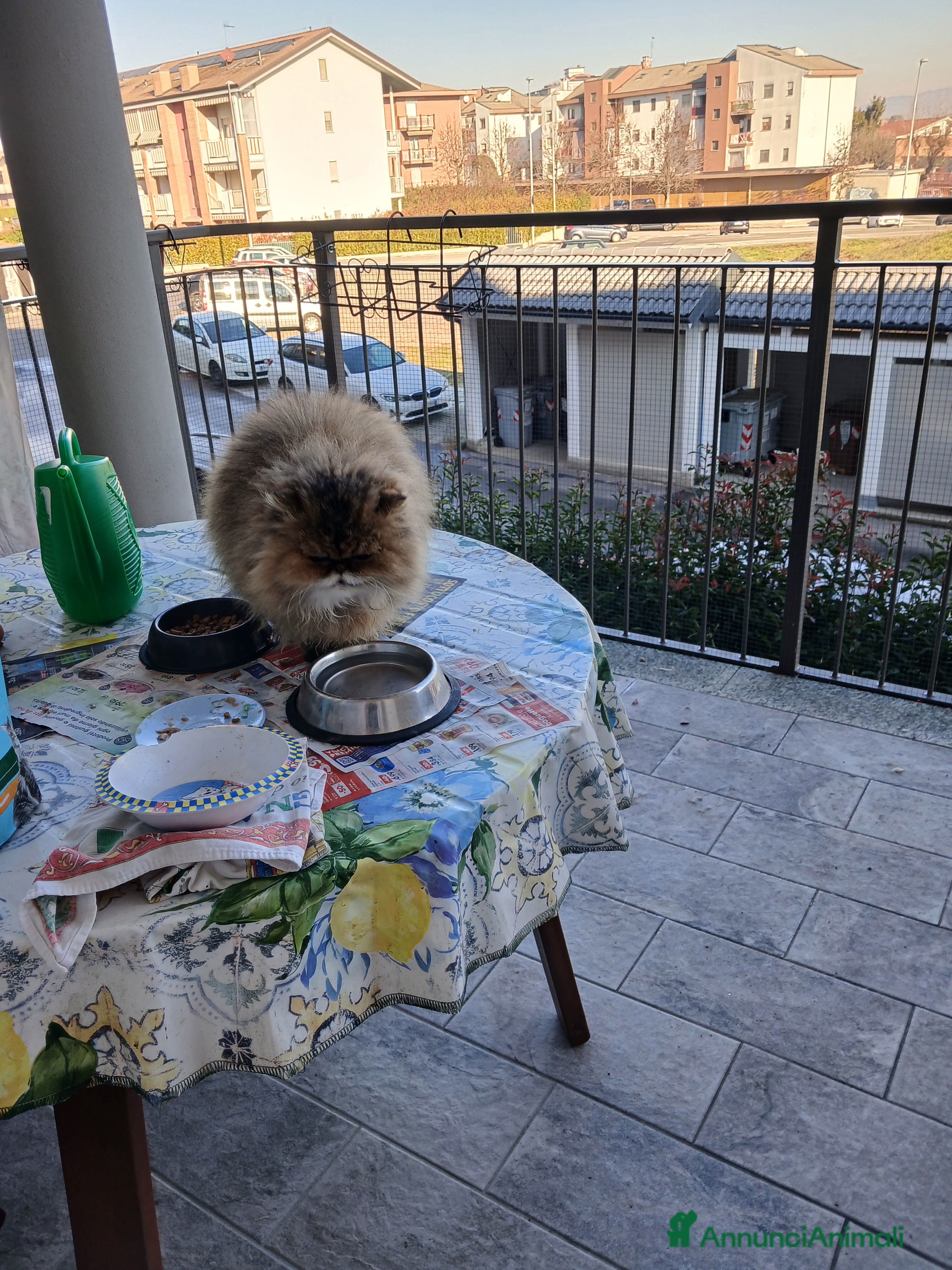 Persiano gatti Gatta persiana - Annuncio 1