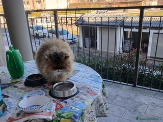 Persiano gatti Gatta persiana - Annuncio 2