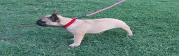 Bulldog Francese cani in vendita: BULLDOG FRANCESE  - Annuncio 2