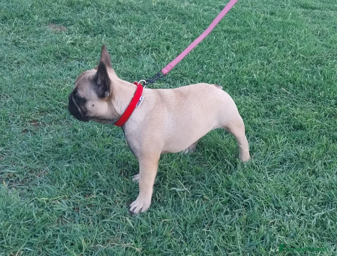 Bulldog Francese cani in vendita: BULLDOG FRANCESE  - Annuncio 2