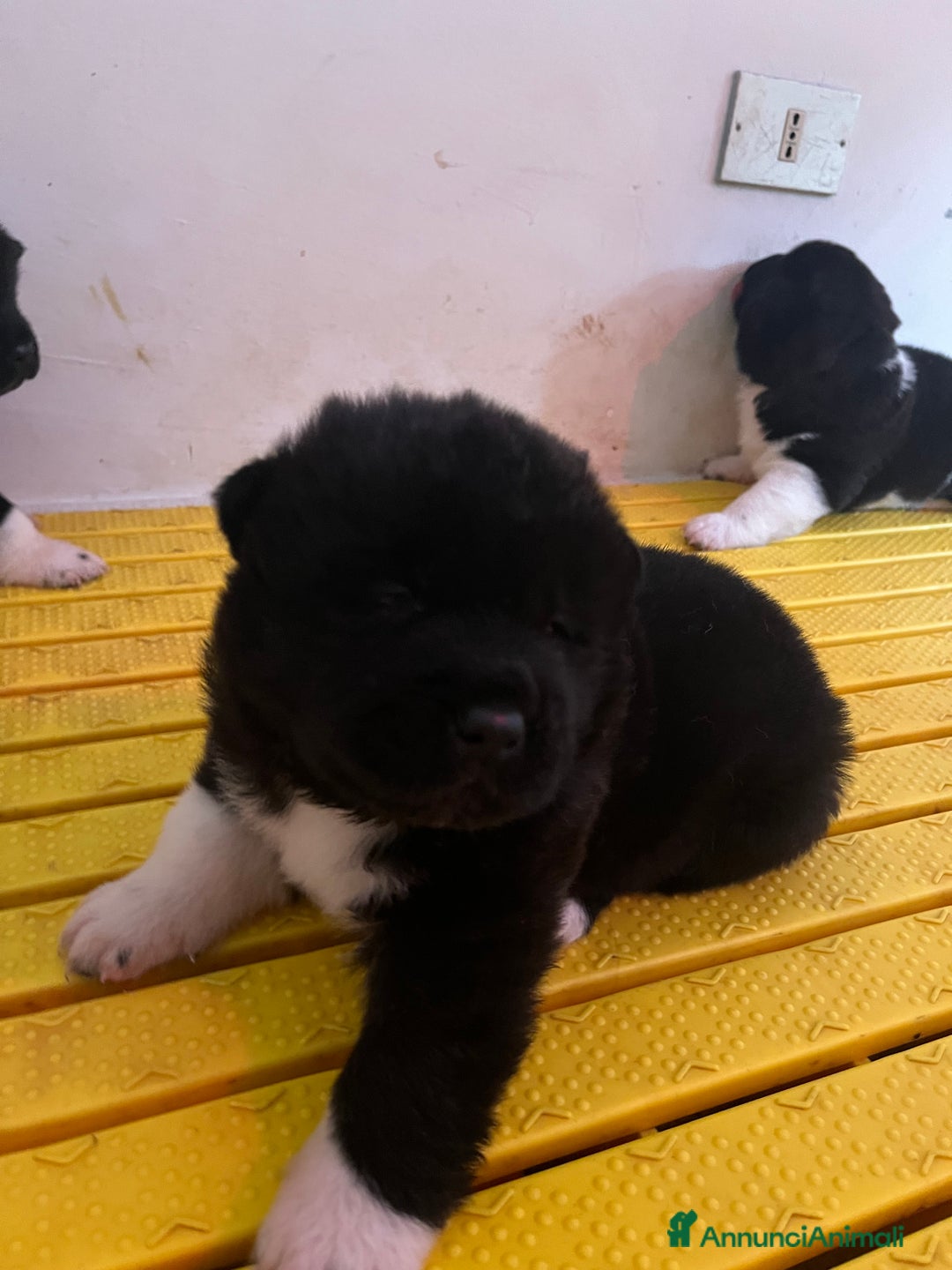 Akita Americano cani in vendita: Cuccioli di Akita Americano  - Annuncio 3