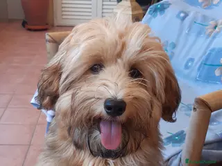 Bichon cani accoppiamento - Annuncio 1