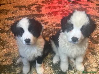 Border Collie cani Border collie con pedigree - Annuncio 1