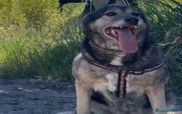 Meticcio cani in regalo: MOLLY 🩷 - mamma super eroina ora merita amore a Provincia di Como - Immagine 3