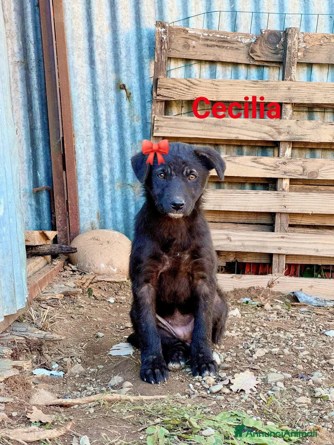 Meticcio cani in regalo: ADOZ.DEL CUORE: 3 cucciole a morire in un cartone! - Annuncio 3