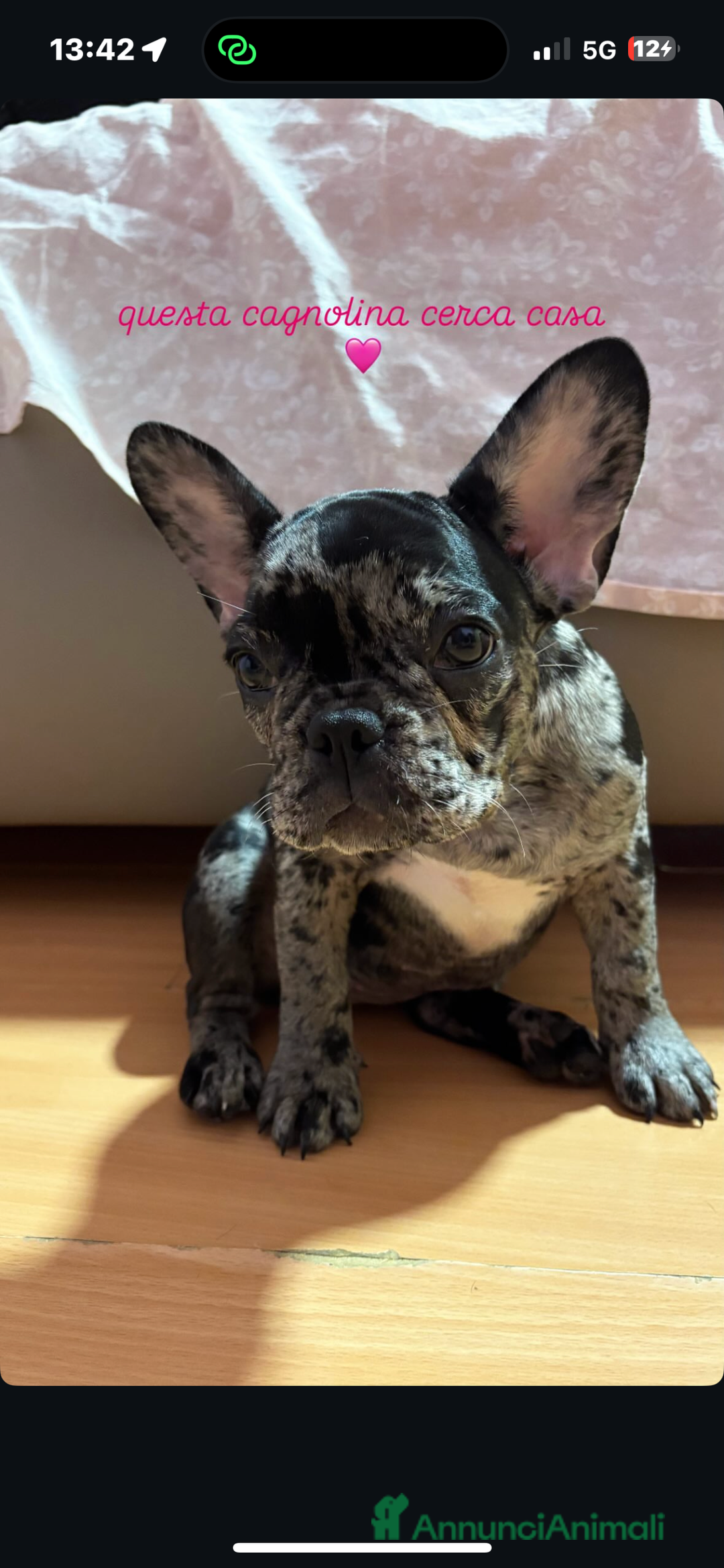 Bulldog Francese cani in vendita: Bulldog francese  a Città Metropolitana di Napoli - Immagine 3