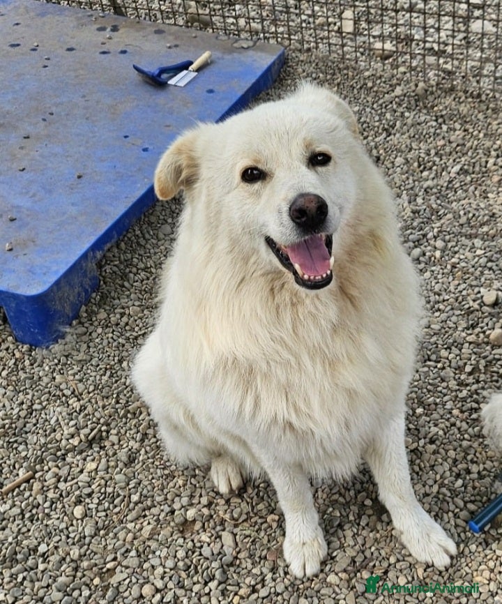 Meticcio cani Simil volpino extralarge 4anni da 2in canileNOVARA - Annuncio 2