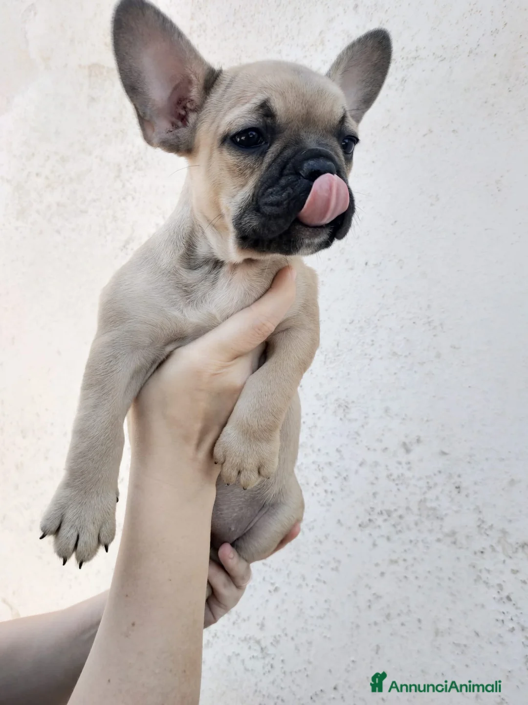 Bulldog Francese cani in vendita: Bulldog Francese  - Annuncio 3