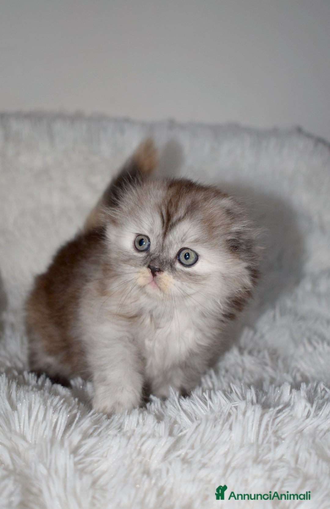 Scottish gatti in vendita: Scottish fold  a Provincia di Reggio Emilia - Annuncio 12