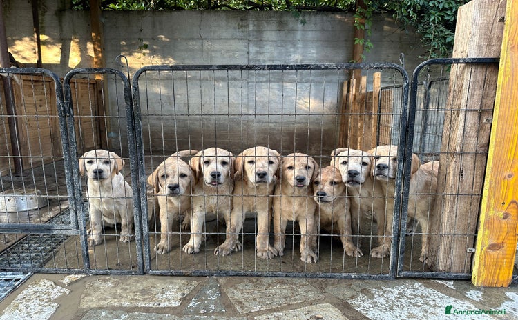 Labrador cani a Provincia di Asti - Annuncio 2