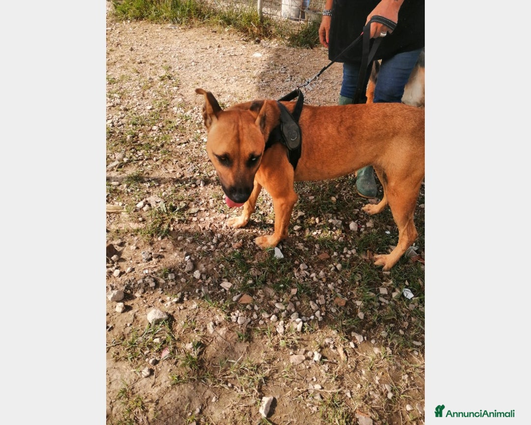 Pitbull cani in regalo: Simil Pitbull femmina 2nni 1occhio azzurro.SALERNO a Milano - Annuncio 3