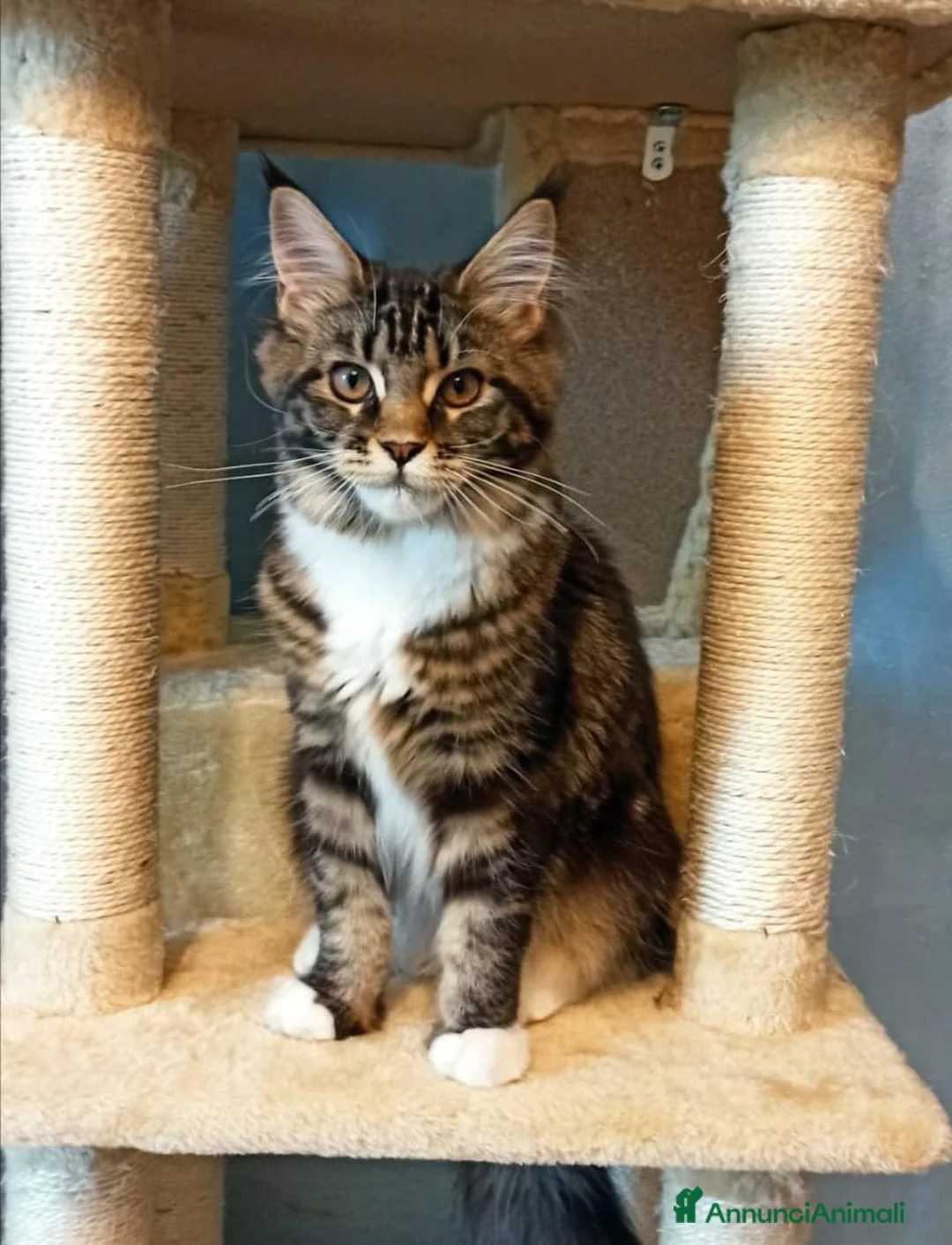 Immagine della galleria {{count}}