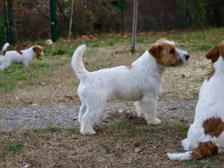 Jack Russell cani Jack Russell con pedigree per accoppiamento - Annuncio 1