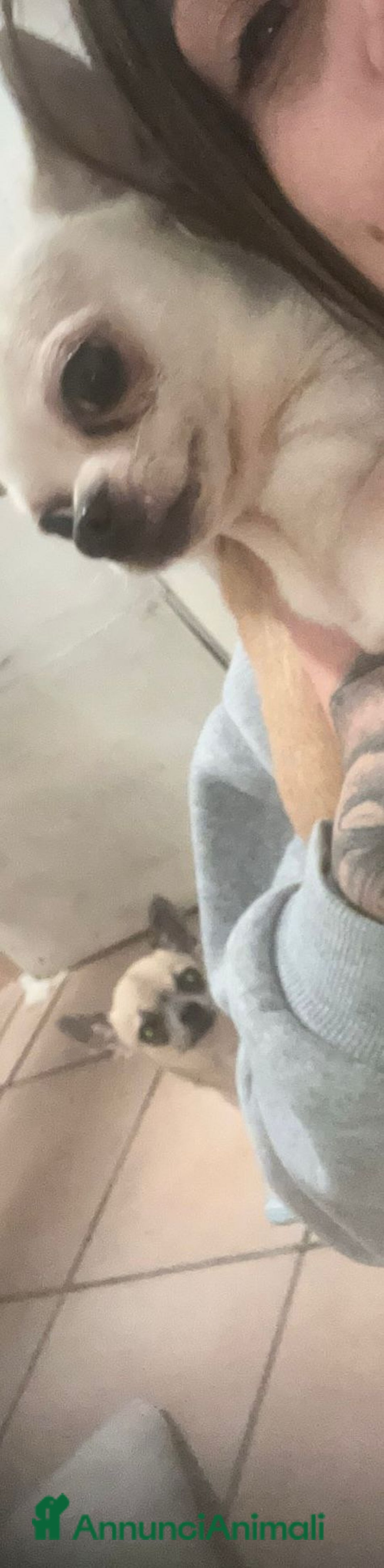 Chihuahua cani in vendita: vendo - Annuncio 2