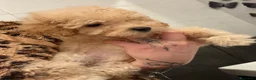 Barboncino cani in vendita: Cucciolo di barboncino - Annuncio 5