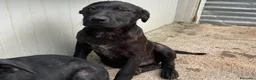 Meticcio cani in regalo: ADOTTA QUESTO DOLCE CUCCIOLO NERO a Provincia di Belluno - Annuncio 6