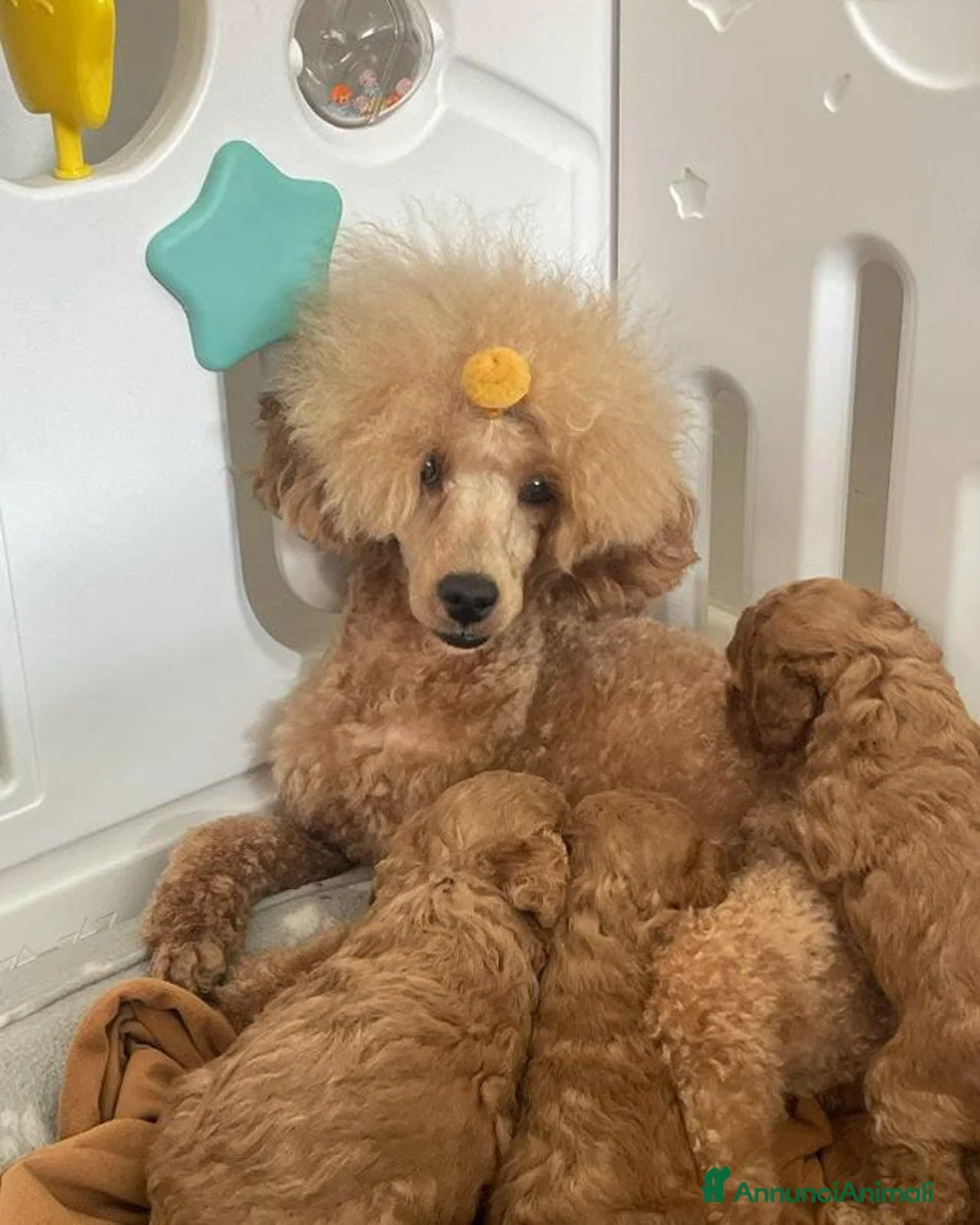 Barboncino Toy cani in vendita: Tre adorabili barboncini toy - Annuncio 6