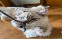 Siberiano gatti in vendita: Gatti cuccioli Siberiani ipoallergenici a Provincia di Forlì-Cesena - Immagine 9