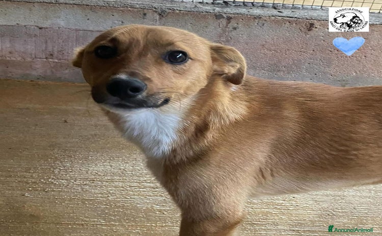 Meticcio cani a Provincia di Latina - Annuncio 3