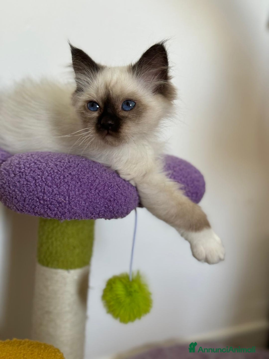 Sacro di Birmania gatti in vendita: Sacri di birmania, dolcissimi cuccioli - Immagine 7