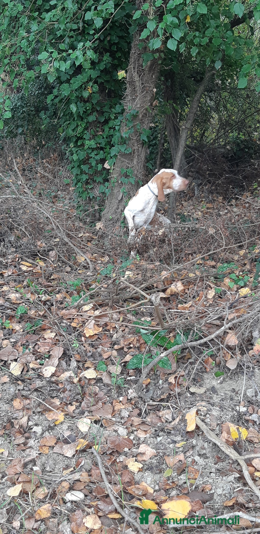 Bracco cani in vendita: bracco italiano - Annuncio 3