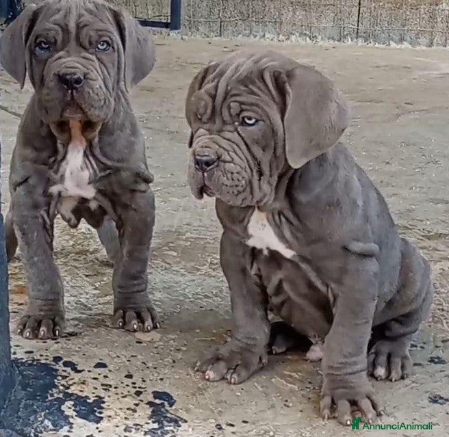 Mastino Napoletano cani Mastino napoletano  - Annuncio 1