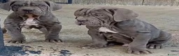 Mastino Napoletano cani in vendita: Mastino napoletano  - Annuncio 1