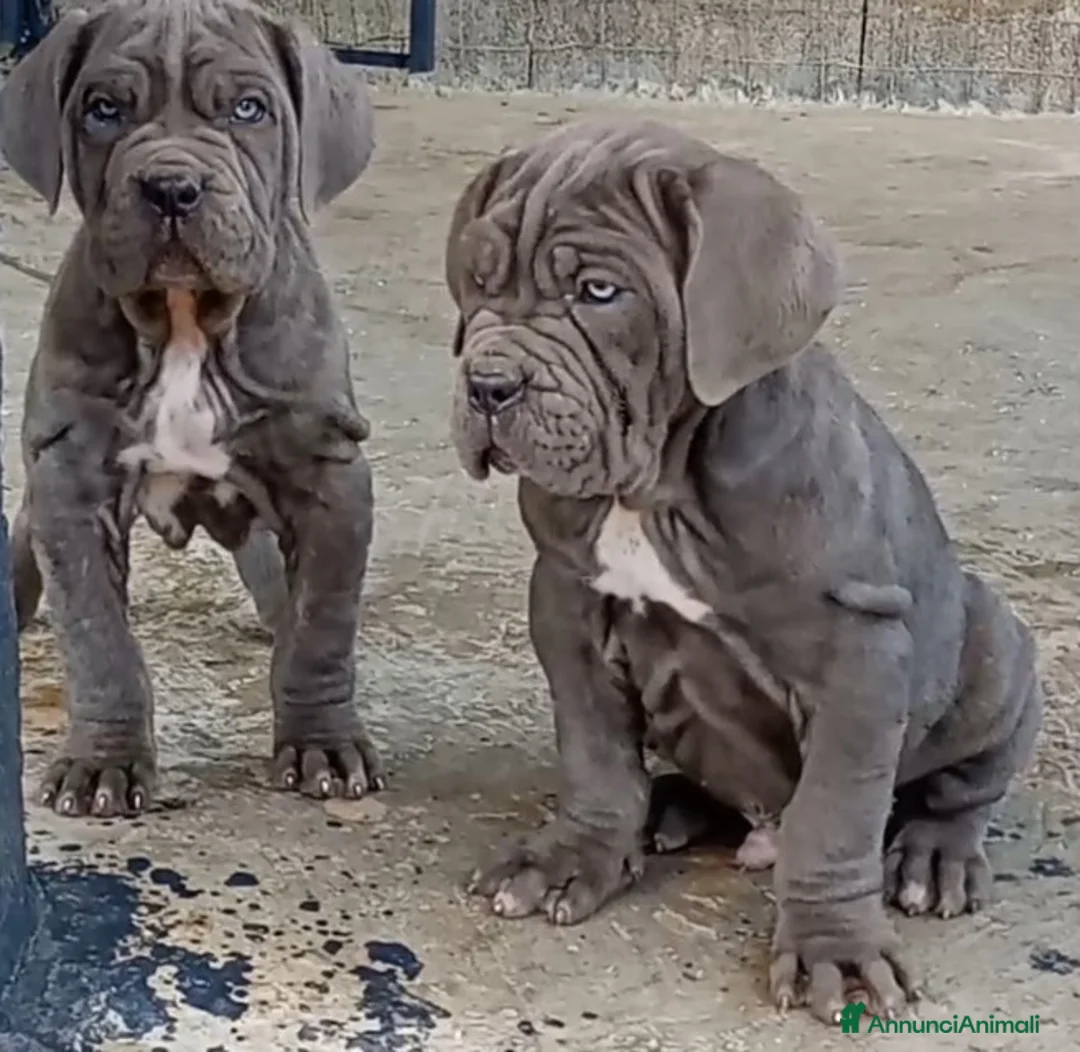 Mastino Napoletano cani in vendita: Mastino napoletano  - Annuncio 1