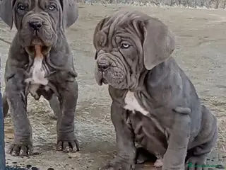 Mastino Napoletano cani Mastino napoletano - Annuncio 5
