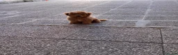 Maltipoo cani in vendita: Maltipo maschio  - Annuncio 2