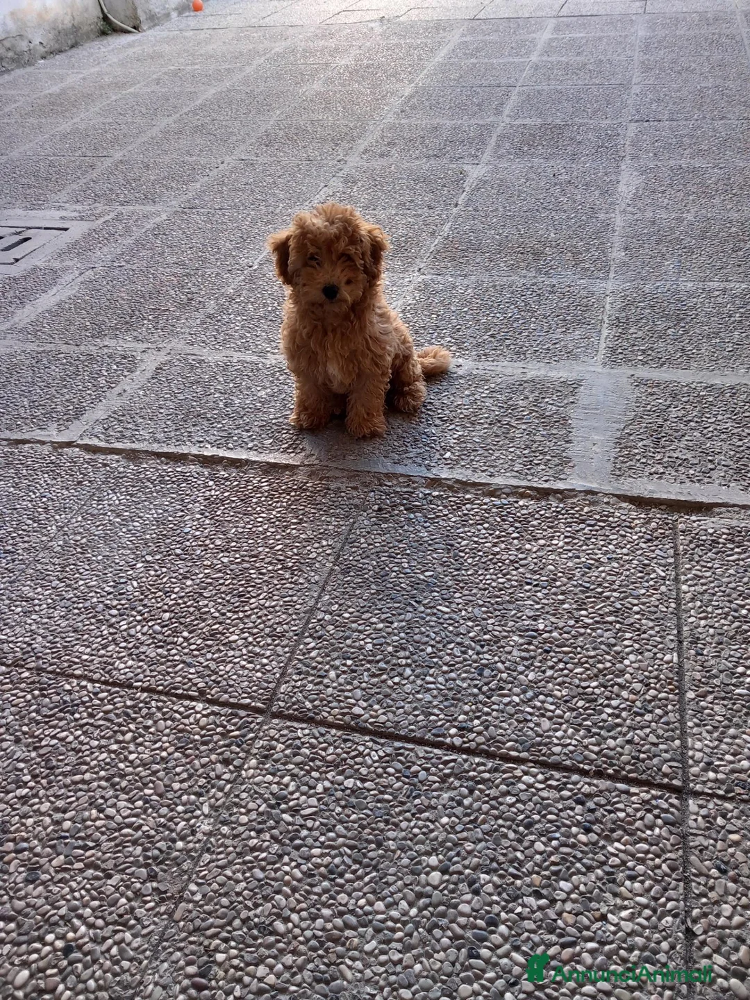 Maltipoo cani in vendita: Maltipo maschio  - Annuncio 2