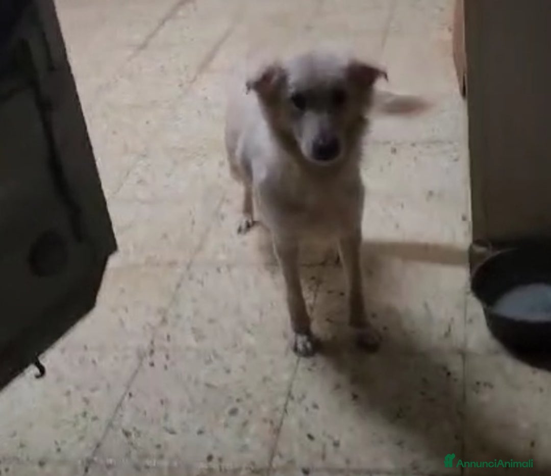 Meticcio cani in regalo: Vera 2/3anni 1vita di stenti vive in 1garage SUD - Annuncio 6