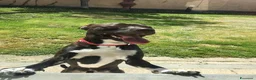 Meticcio cani in regalo: JAISON un cane eccezionale a Provincia di Lucca - Annuncio 4