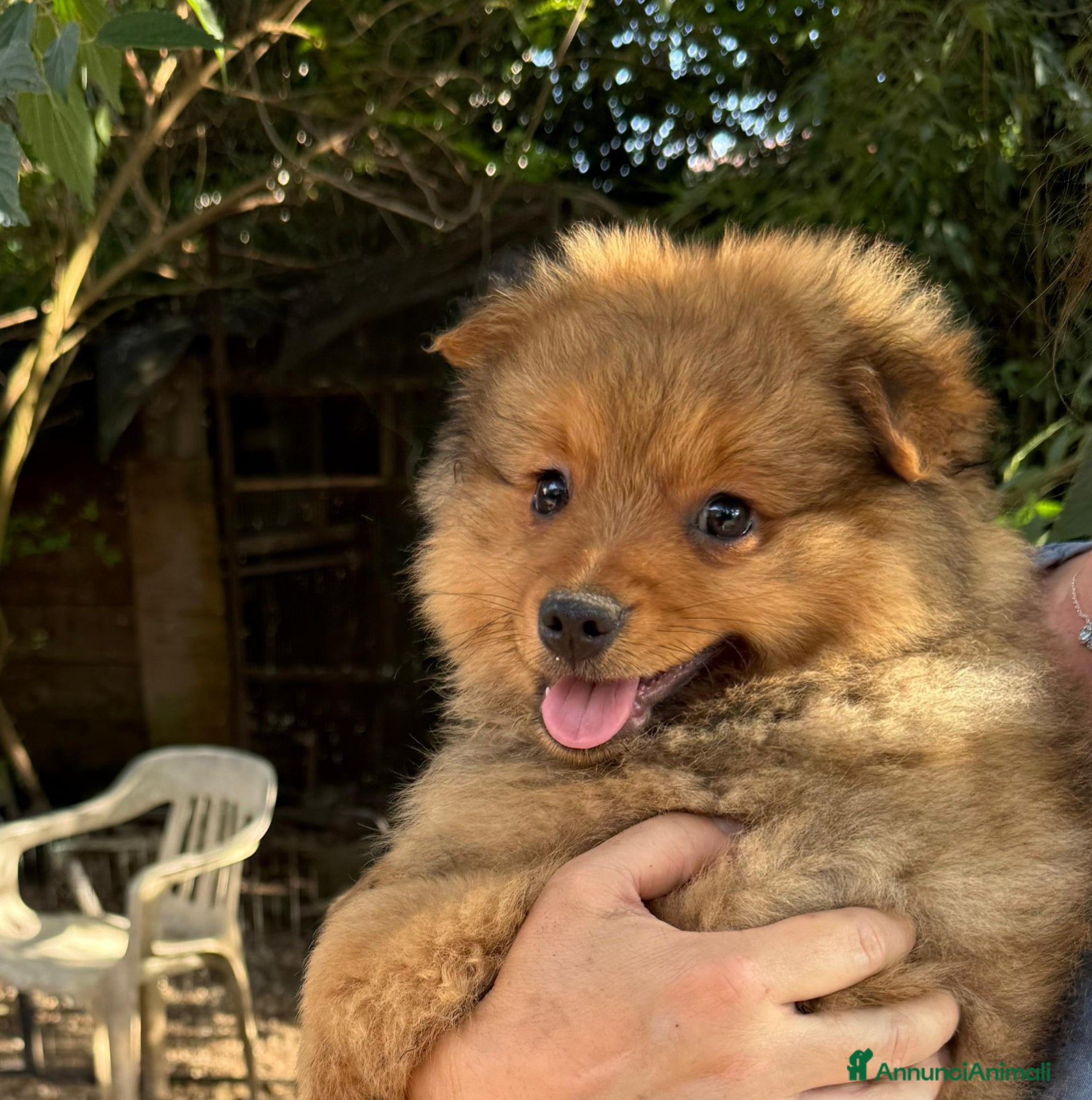 Spitz cani in vendita: Spitz tedesco piccolo volpino  - Annuncio 1