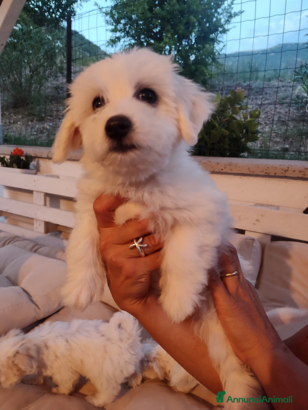 Maltese cani in vendita: Gubbio Rimaste 3 maltesi femmine  a Provincia di Perugia - Annuncio 12
