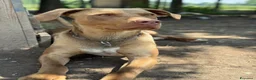 Pitbull cani in regalo: Splendido pitbull Red Nose - ZORO - Annuncio 2