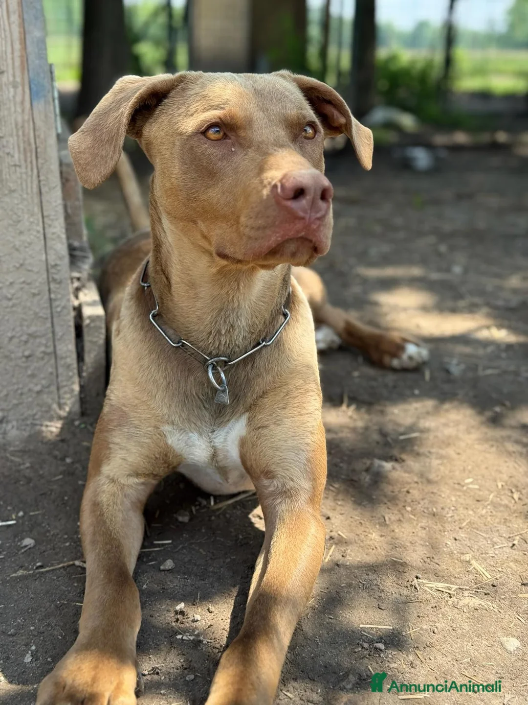 Pitbull cani in regalo: Splendido pitbull Red Nose - ZORO - Annuncio 2