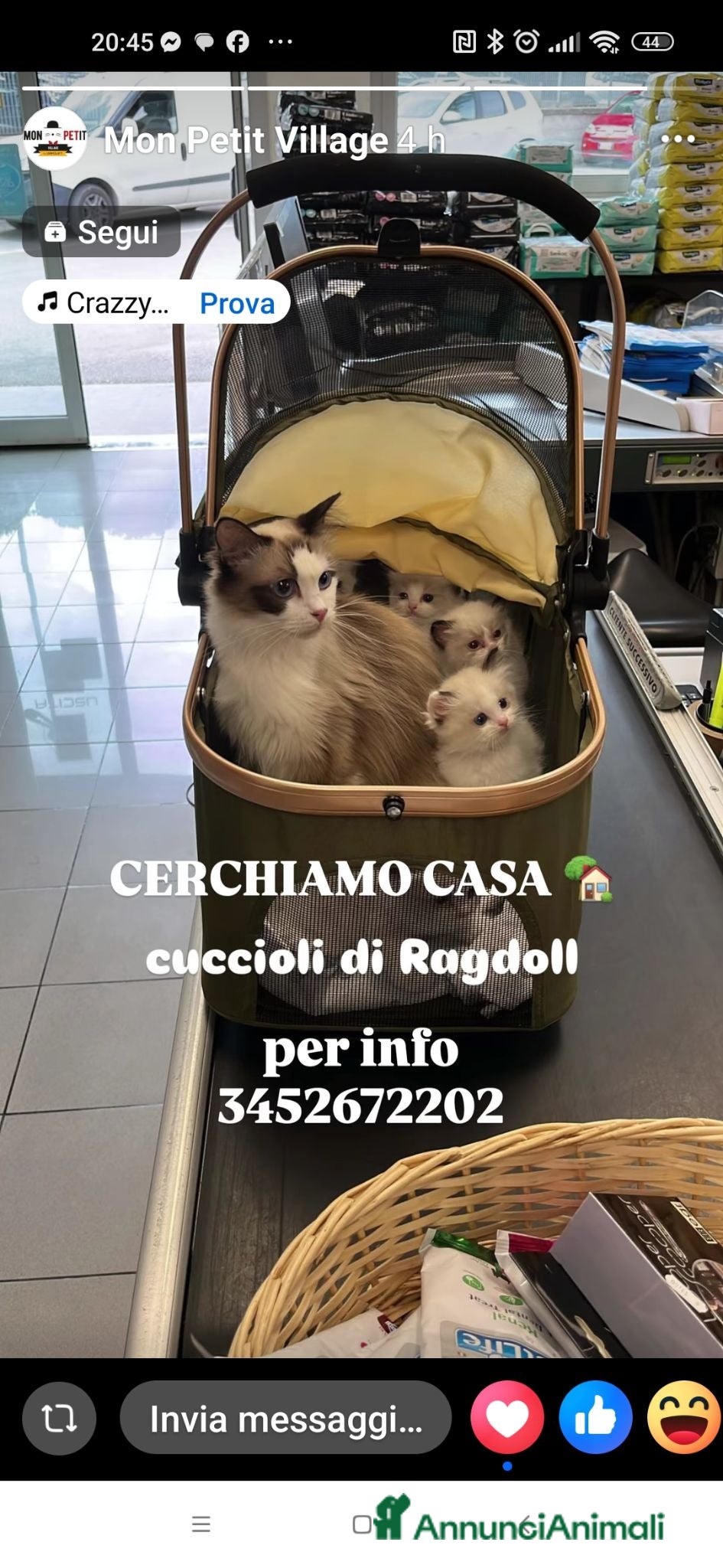 Ragdoll gatti Piccoli ragdoll cercano casa - Annuncio 3