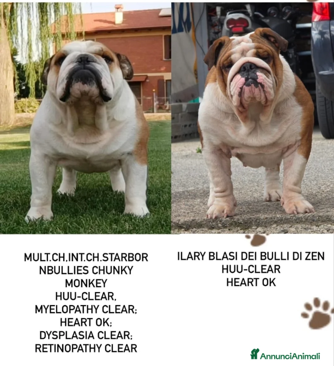 Bulldog cani in vendita: Cuccioli maschi alta genealogia  - Annuncio 2