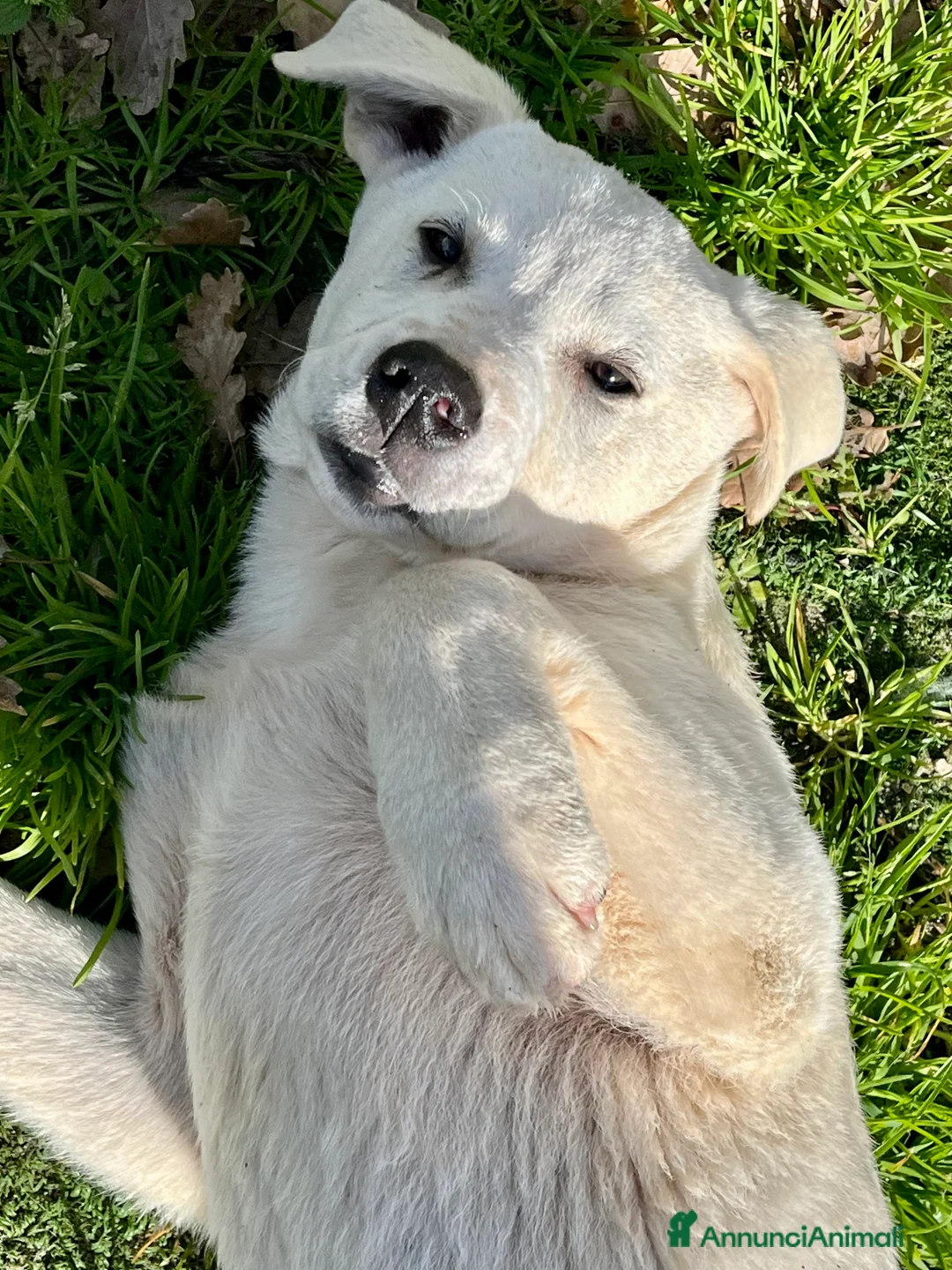 Meticcio cani in regalo: Cuccioli simil pastore maremmano - Annuncio 4