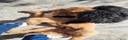 Barboncino cani in vendita: Cuccioli di Barboncino - Annuncio 3