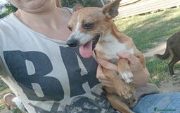 Pinscher Miniatura cani in regalo: Cagnolino Pincher - Immagine 3