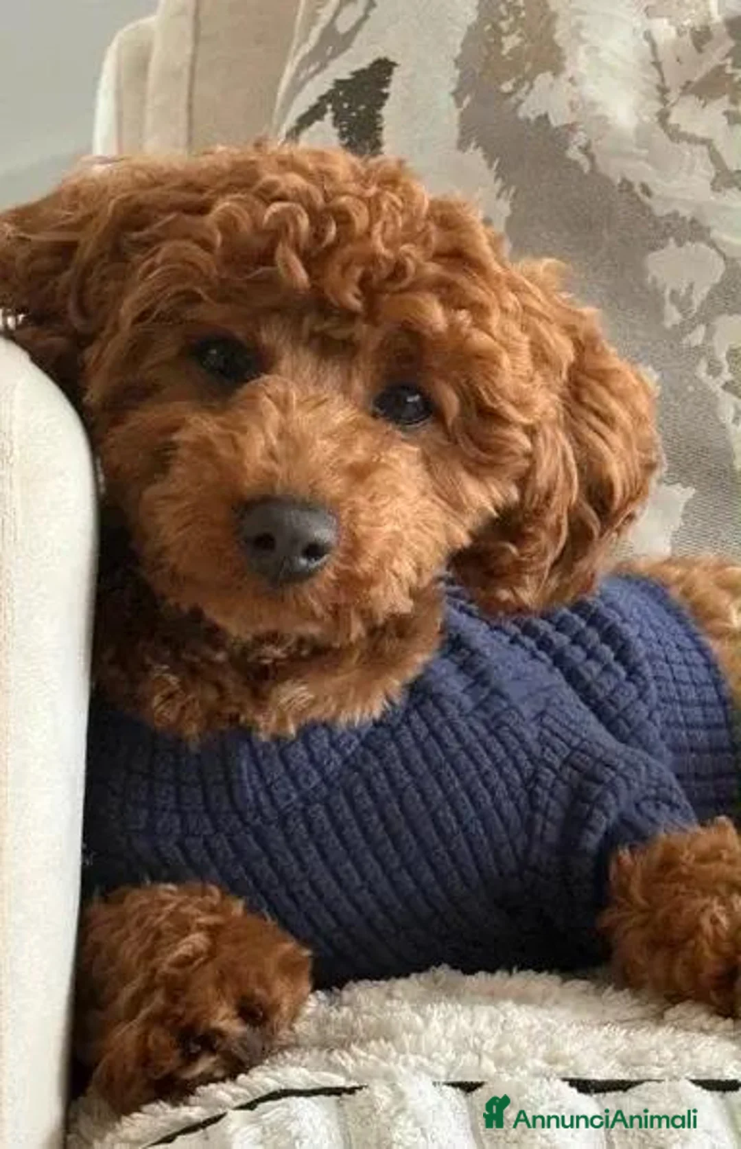 Barboncino Toy cani in vendita: Splendidi Cuccioli Di Barboncino Toy a Provincia di Viterbo - Annuncio 7